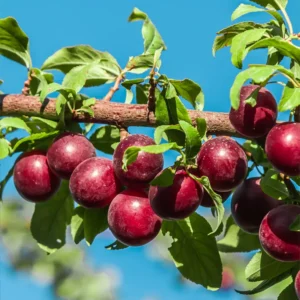 American Plum Tree Live - 2 Feet Bare Root Fruit Tree for Planting