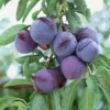 Methley Plum Tree Live Plant - 2 Feet Tall Bare Root Plum Fruit Tree