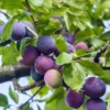 Methley Plum Tree Live Plant - 2 Feet Tall Bare Root Plum Fruit Tree