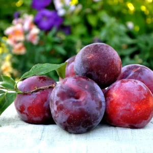 Plum Tree Live Plant - 2 Feet Tall Plum Fruit Tree Bare Root