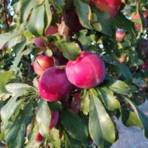 Plum Tree Live Plant - 2 Feet Tall Plum Fruit Tree Bare Root