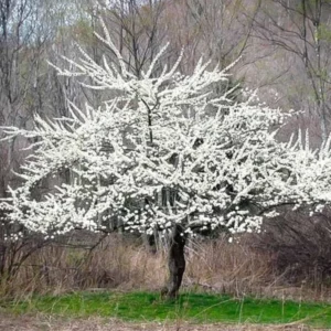 Plum Tree Live Plant - 2 Feet Tall Plum Fruit Tree Bare Root