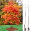 Sassafras Trees Live Plants - 2 Feet Tall Seedlings