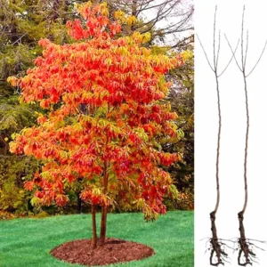 Sassafras Trees Live Plants - 2 Feet Tall Seedlings