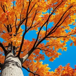 Sassafras Trees Live Plants - 2 Feet Tall Seedlings