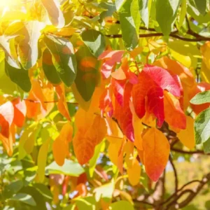 Sassafras Trees Live Plants - 2 Feet Tall Seedlings