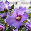 Rose of Sharon Cuttings - 6 Purple Althea Live Tree Cuttings for Growing