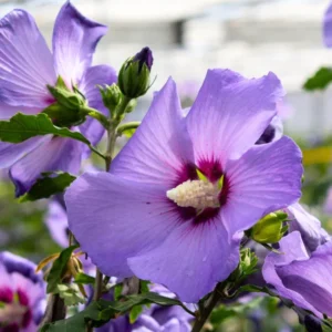 Rose of Sharon Cuttings - 6 Purple Althea Live Tree Cuttings for Growing