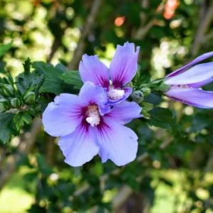 Rose of Sharon Cuttings - 6 Purple Althea Live Tree Cuttings for Growing
