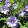 Rose of Sharon Cuttings - 6 Purple Althea Live Tree Cuttings for Growing