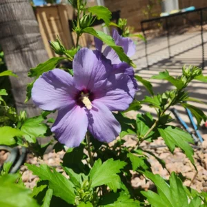Rose of Sharon Trees - 2 Live Purple Althea Shrubs - 2 Feet Tall - Garden Planting