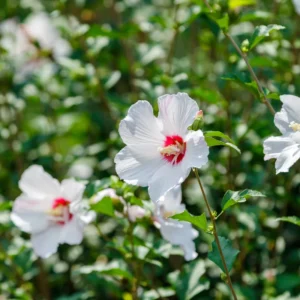 Rose of Sharon Trees - 2 White Althea Shrubs - 2 Feet Tall Live Plants