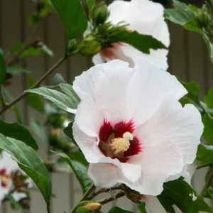 Rose of Sharon Trees - 2 White Althea Shrubs - 2 Feet Tall Live Plants