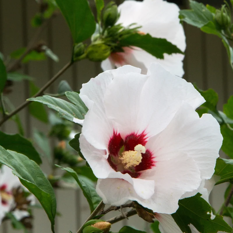 Rose of Sharon Trees - 2 White Althea Shrubs - 2 Feet Tall Live Plants