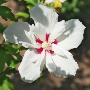 Rose of Sharon Trees - 2 White Althea Shrubs - 2 Feet Tall Live Plants
