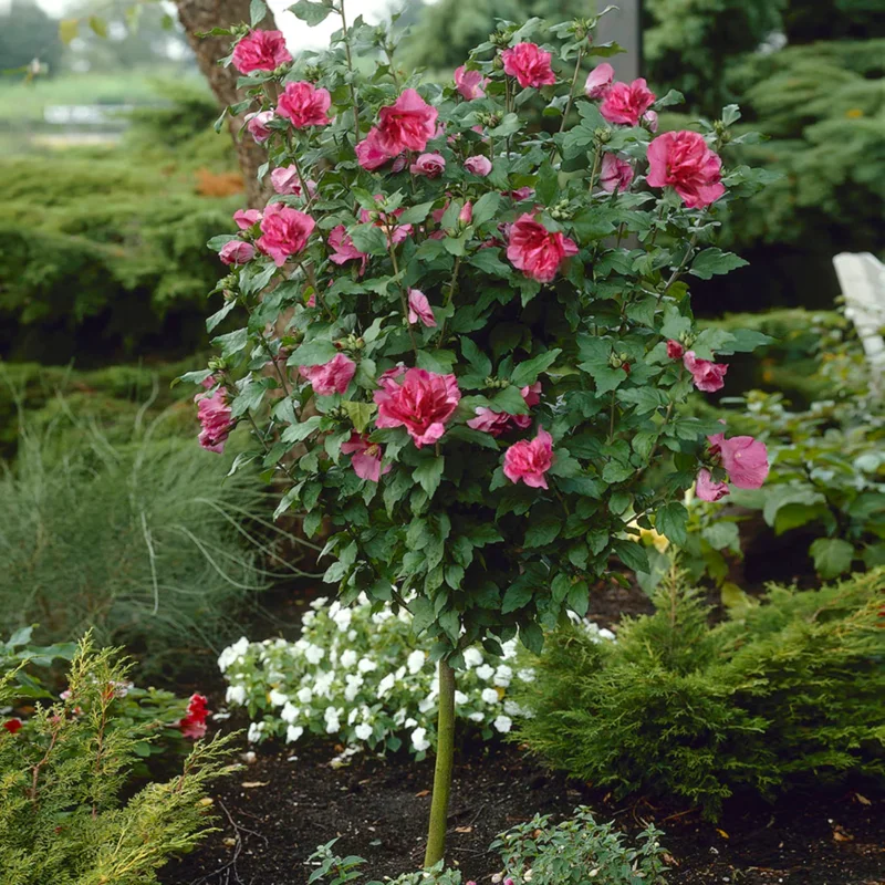 Rose of Sharon Trees - Live Althea Shrubs - 2 Red - 2 Feet Tall Flowering Shrub