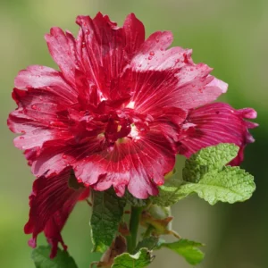 Rose of Sharon Trees - Live Althea Shrubs - 2 Red - 2 Feet Tall Flowering Shrub