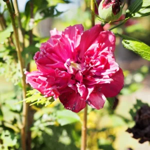 Rose of Sharon Trees - Live Althea Shrubs - 2 Red - 2 Feet Tall Flowering Shrub