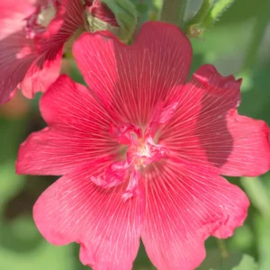 Rose of Sharon Trees - Live Althea Shrubs - 2 Red - 2 Feet Tall Flowering Shrub