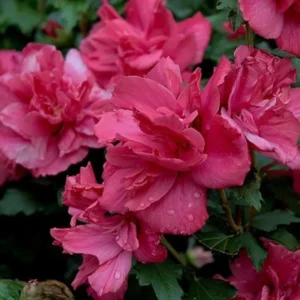 Rose of Sharon Trees - Live Althea Shrubs - 2 Red - 2 Feet Tall Flowering Shrub