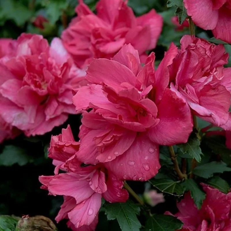 Rose of Sharon Trees - Live Althea Shrubs - 2 Red - 2 Feet Tall Flowering Shrub