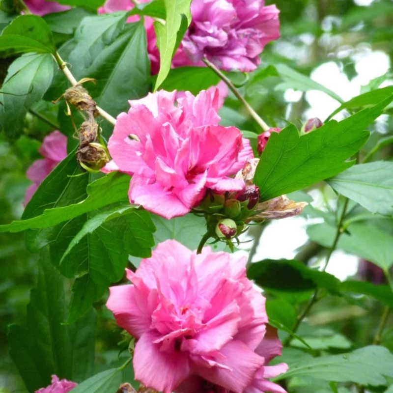 Rose of Sharon Trees - Live Althea Shrubs - 2 Red - 2 Feet Tall Flowering Shrub