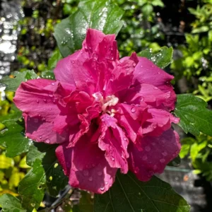 Rose of Sharon Trees - Live Althea Shrubs - 2 Red - 2 Feet Tall Flowering Shrub