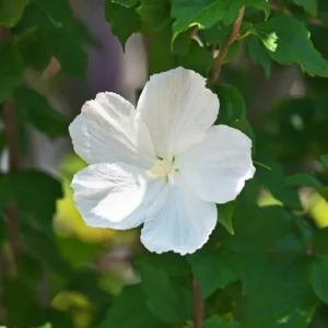 Rose of Sharon Live Trees - 2 White Althea Shrubs - 2 Feet Tall - Garden Ready