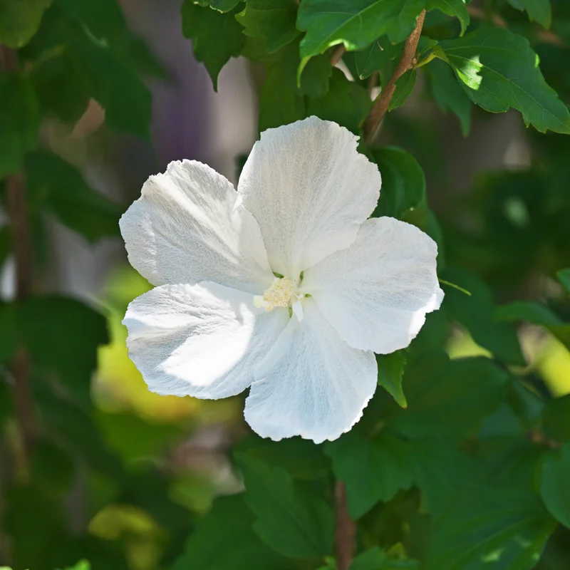Rose of Sharon Live Trees - 2 White Althea Shrubs - 2 Feet Tall - Garden Ready