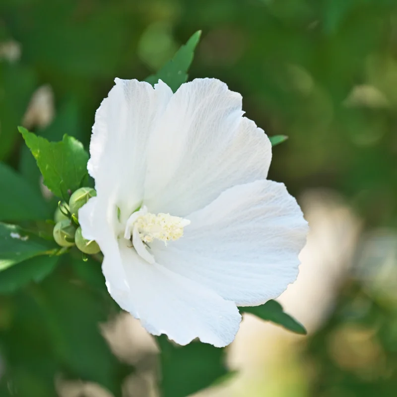 Rose of Sharon Live Trees - 2 White Althea Shrubs - 2 Feet Tall - Garden Ready