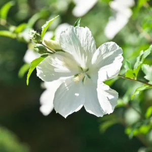 Rose of Sharon Live Trees - 2 White Althea Shrubs - 2 Feet Tall - Garden Ready