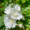 Rose of Sharon Live Trees - 2 White Althea Shrubs - 2 Feet Tall - Garden Ready