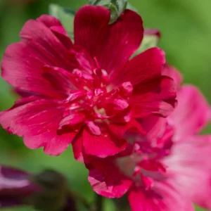 Red Rose of Sharon Shrubs - Live Althea Trees 2 Feet Tall - Hardy Red Flower Plant