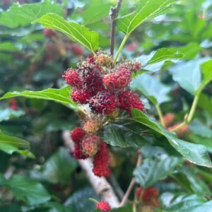 Mulberry Trees Live Plants - 2 Pack Fruit Trees 1-2 Feet Tall