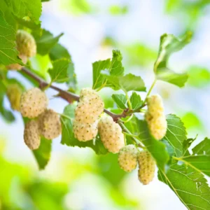 White Mulberry