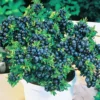 Blueberry Bushes Live Plant - Sweet Blueberry Starter Plants for Home Gardens