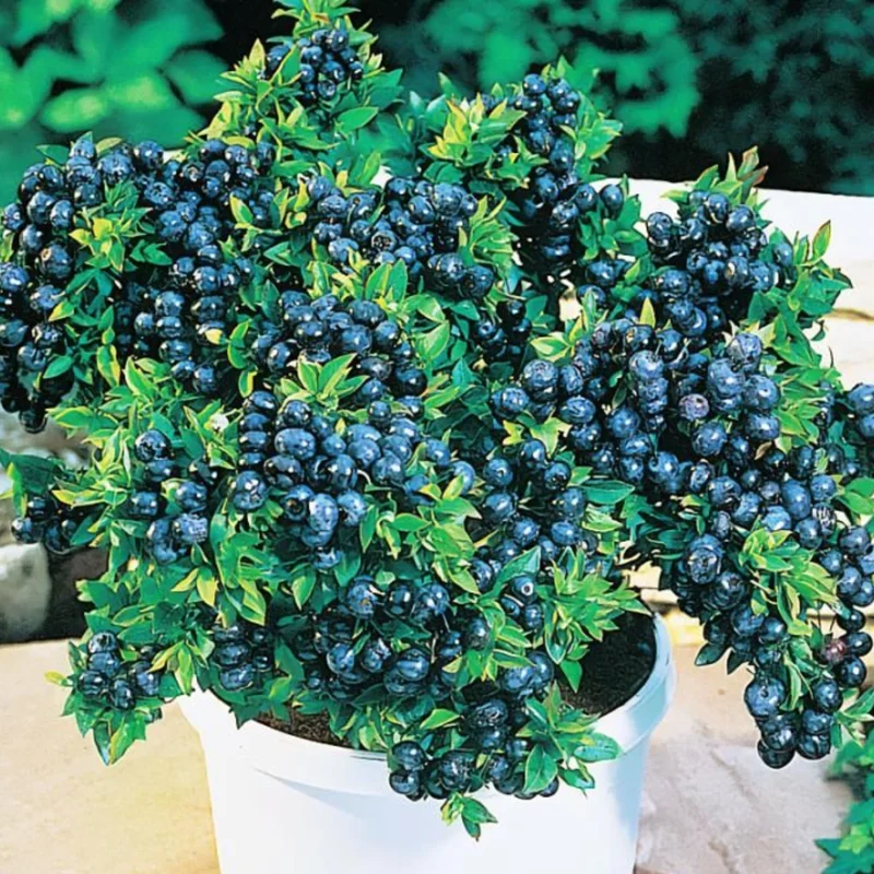 Blueberry Bushes Live Plant - Sweet Blueberry Starter Plants for Home Gardens