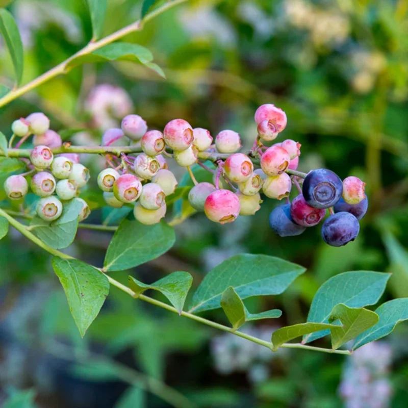 Blueberry Bushes Live Plant - Sweet Blueberry Starter Plants for Home Gardens