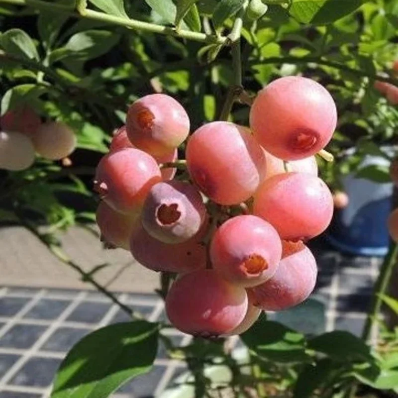 Blueberry Bushes Live Plant - Sweet Blueberry Starter Plants for Home Gardens