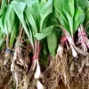 Allium Ramps Live Plants - 15 Wild Leeks Bulbs Bare Root Perennial Vegetable
