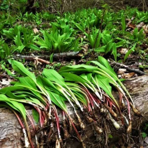 Allium Ramps Live Plants - 15 Wild Leeks Bulbs Bare Root Perennial Vegetable