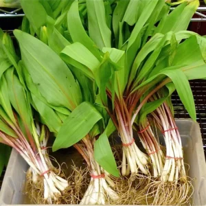 Allium Ramps Bulbs - 15 Wild Leeks Bare Roots - Edible Perennial Plants