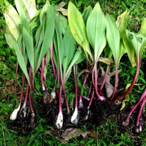 Allium Ramps Bulbs - 15 Wild Leeks Bare Roots - Edible Perennial Plants