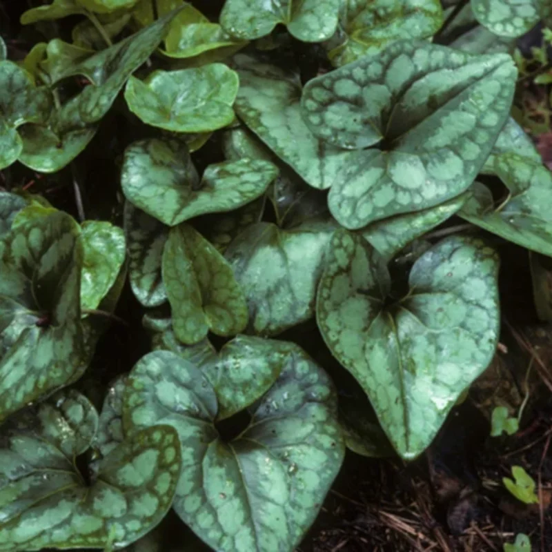 Heart Leaf Ginger Plants Live Wild Ginger Bare Roots Perennial Shade Garden Plants