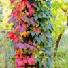 Virginia Creeper Ivy Plants Live - 3 Bare Root Climbing Vines - Perennial