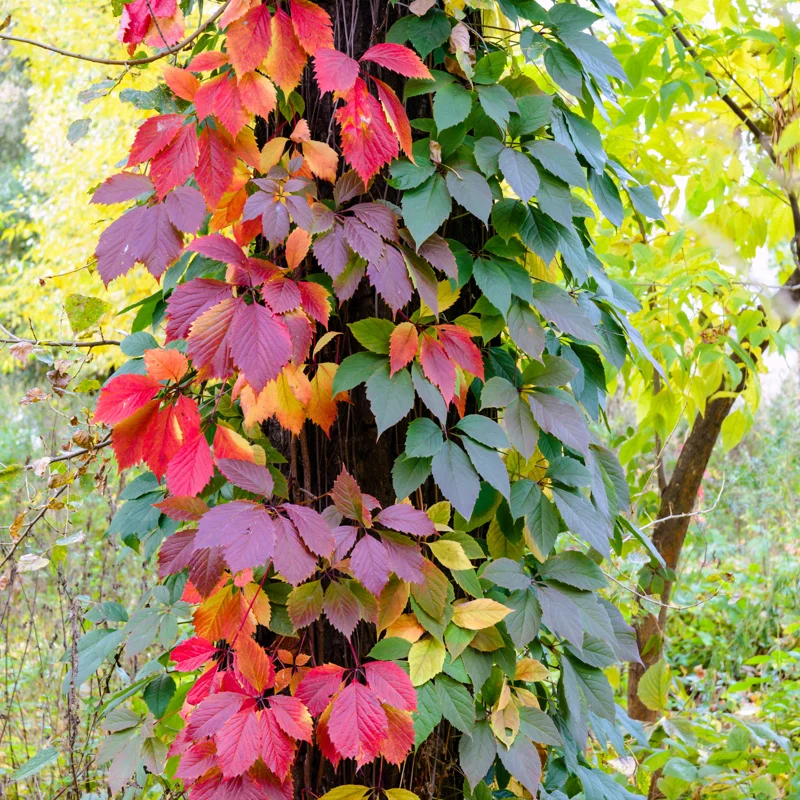 Virginia Creeper Ivy Plants Live - 3 Bare Root Climbing Vines - Perennial