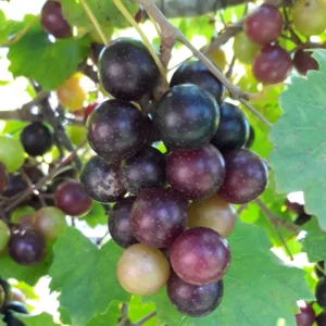 Black Muscadine Grape Fruit Plants