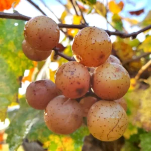 Carlos Muscadine Grape Fruit Plants