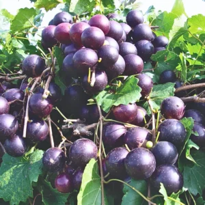 Muscadine Grape Plant - Fruit Vine for Home Vineyards - Starter Plant