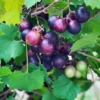 Black Muscadine Grape Vine